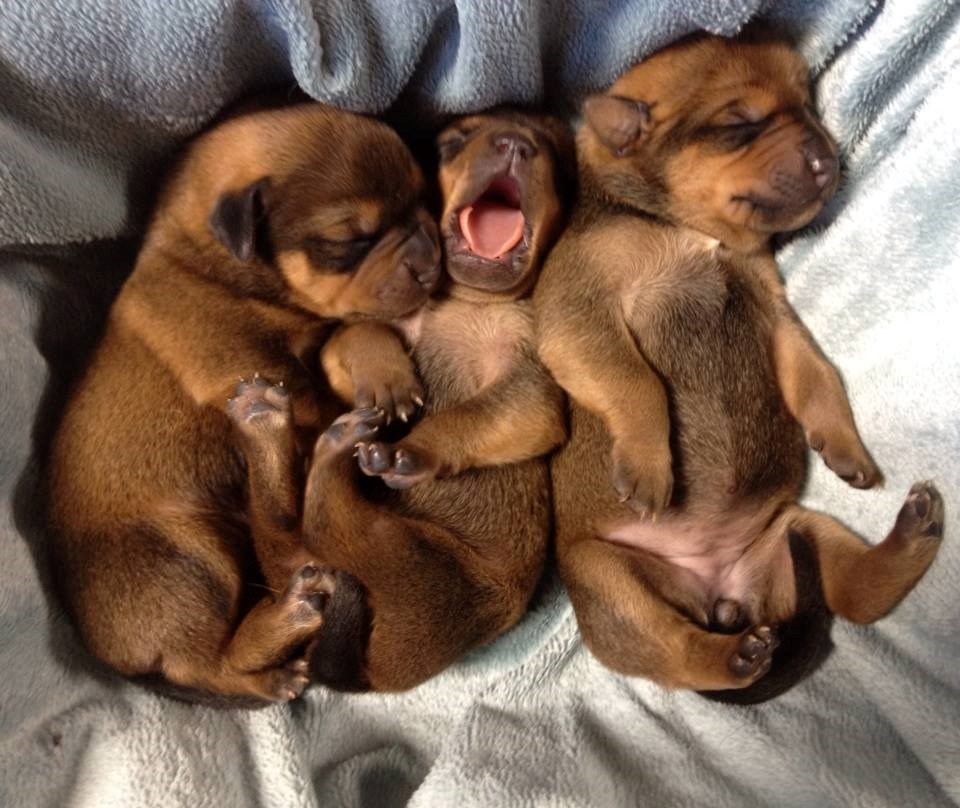 Mali junaci popadali od umora