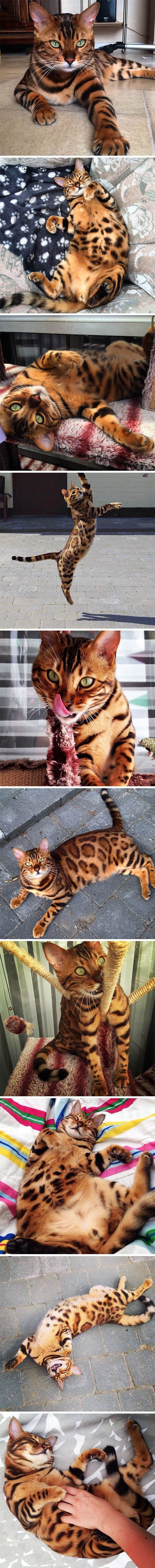 Lajkove mace: Upoznajte bengalskog mačka Thora