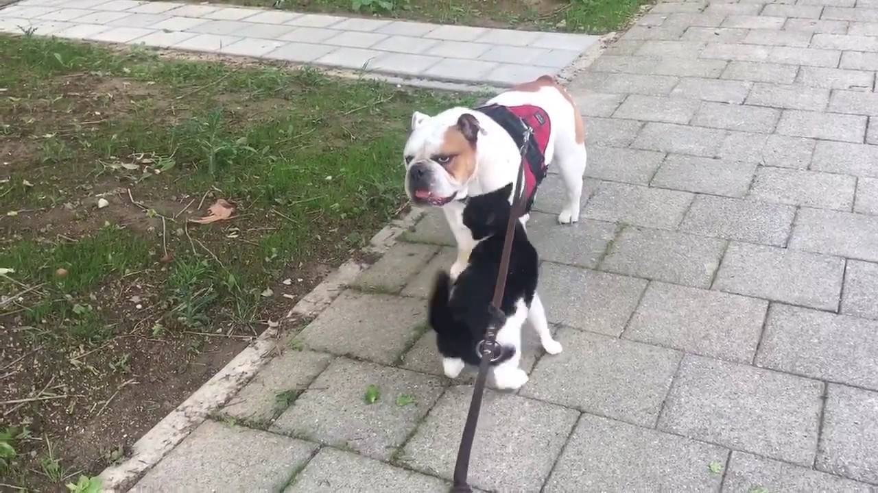 Ova bi se maca družila s bulldogom i ne odustaje od svog cilja