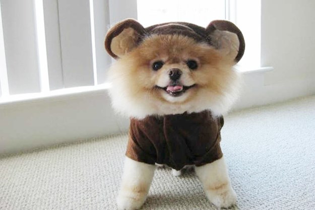 Prerušeni psić glumi medu i plaši po kući