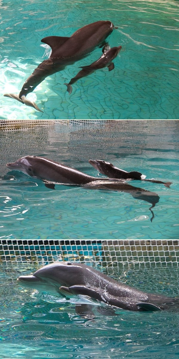 Sinkronizirano plivanje - mali dupin ne odvaja se od mame