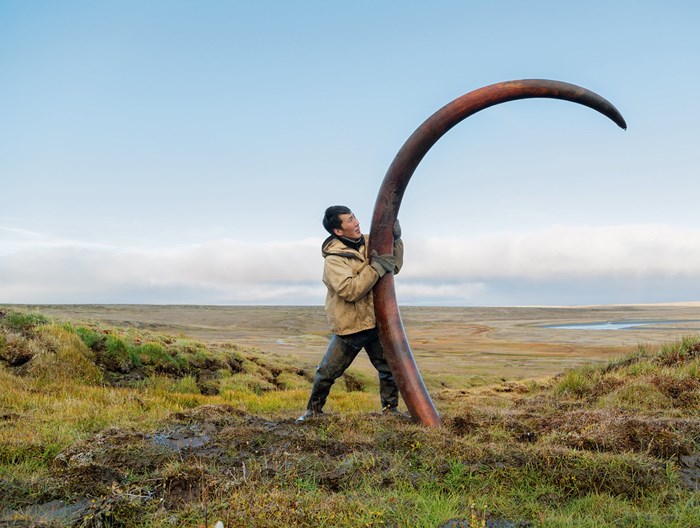 Divovska mamutova kljova iz Sibira