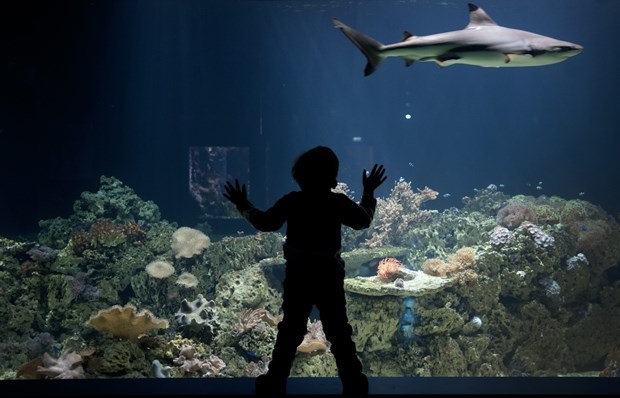 Mališan očaran plavetnilom