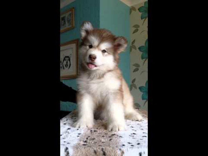 VIDEO: Neodoljivi mali malamut popravi ti i najgori dan!