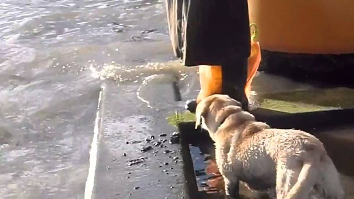 VIDEO: Maleni tuljan izronio iz Temze i zaigrao skrivača s veselim labradorom!