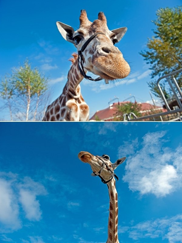 Fotogenična žirafa uživa u nebeskom plavetnilu