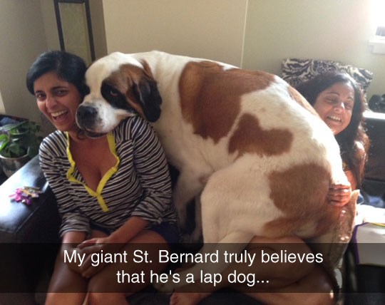 Mrcina od bernardinca umislila da je opet beba