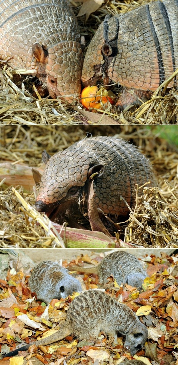 Pasanci Wilma i Fred njupaju jabuku