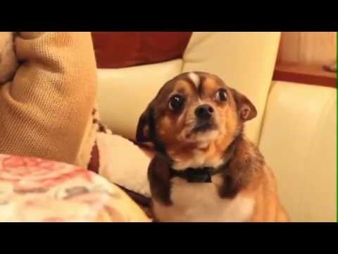 VIDEO: "Špotanje čivave", drama-tragedija, 2015.