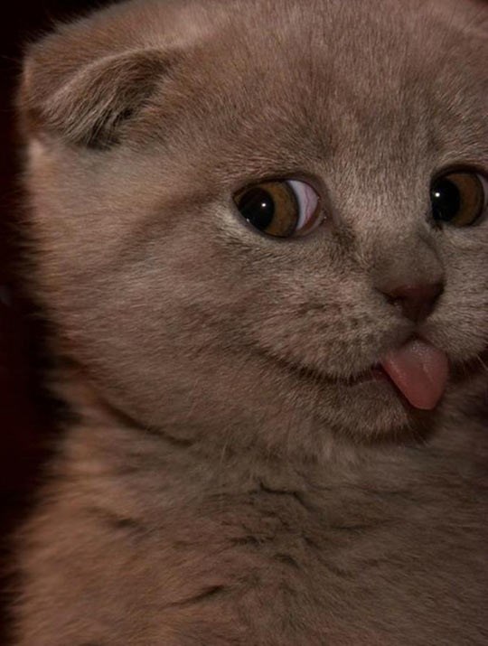 Svaka mačka kad joj okreneš leđa