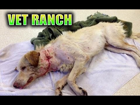 VIDEO: Rascmizdriš se od sreće koji je to blesopas na kraju!