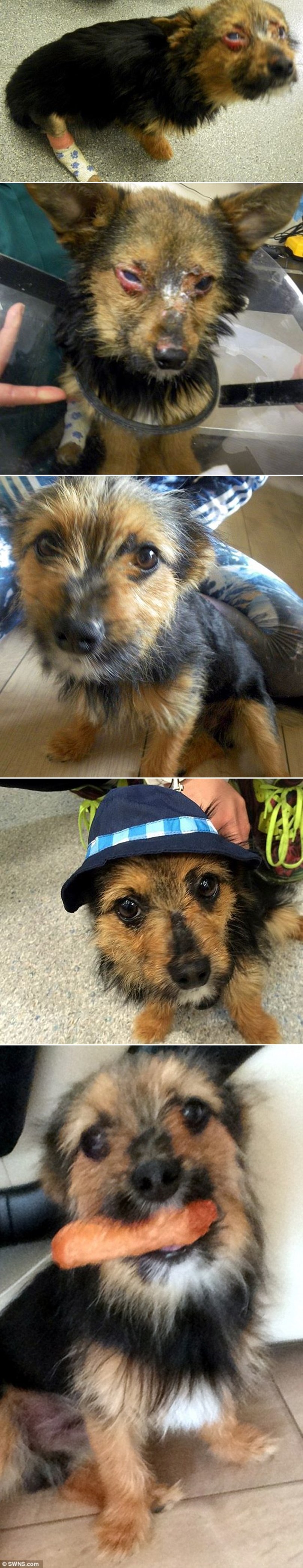 NEUNIŠTIVI PSIĆ PORAZIO BANDU: Preživio je vatru, drogu i udarce, a oni će tek platiti!