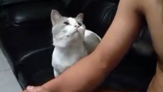 VIDEO: Ova maca je najveća maza na svijetu