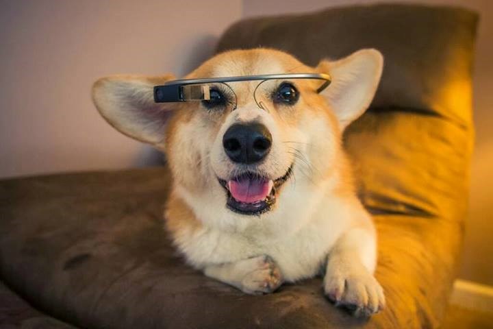 Pazi se, korgi te gleda!