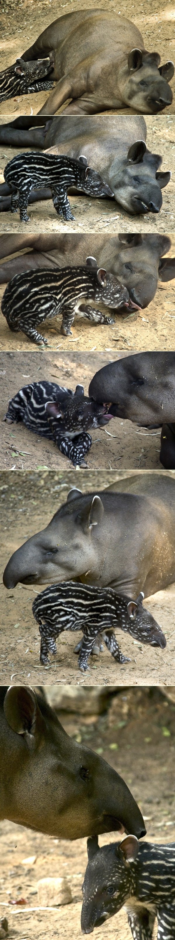 Maleni tapir iz izraelskog ZOO-a i njegova mama