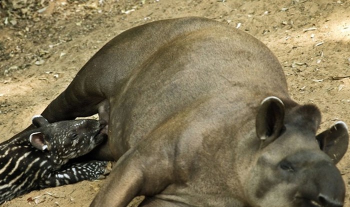 Maleni tapir iz izraelskog ZOO-a i njegova mama