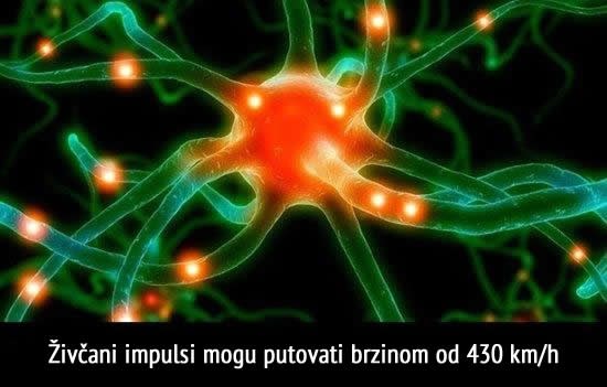 Koliko su nam brza osjetila?