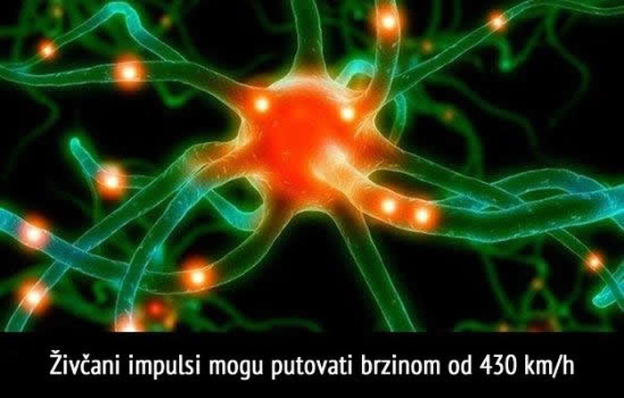 Koliko su nam brza osjetila?