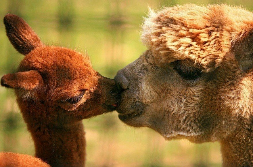 Puse su važne kad si mali