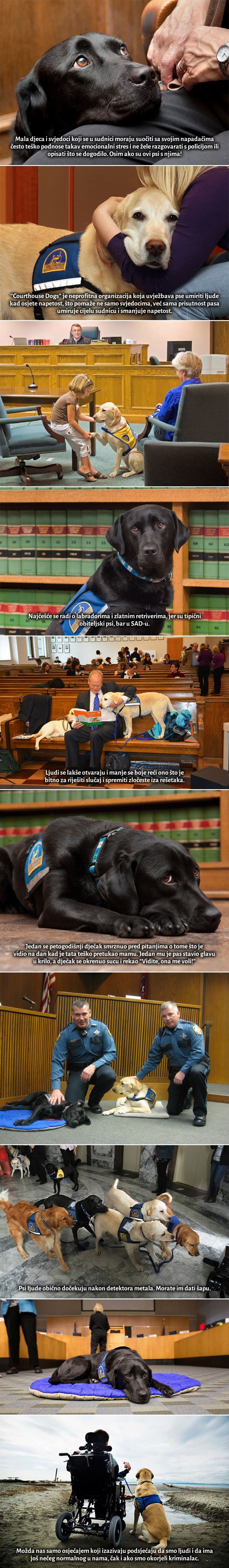 GALERIJA: Kad na sudu trebaš pomoć uperiti prstom u napadača, ovi psi ti čuvaju leđa!
