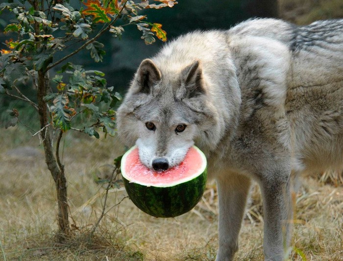 Vuk postao vegetarijanac - kraj života kakvog poznajemo