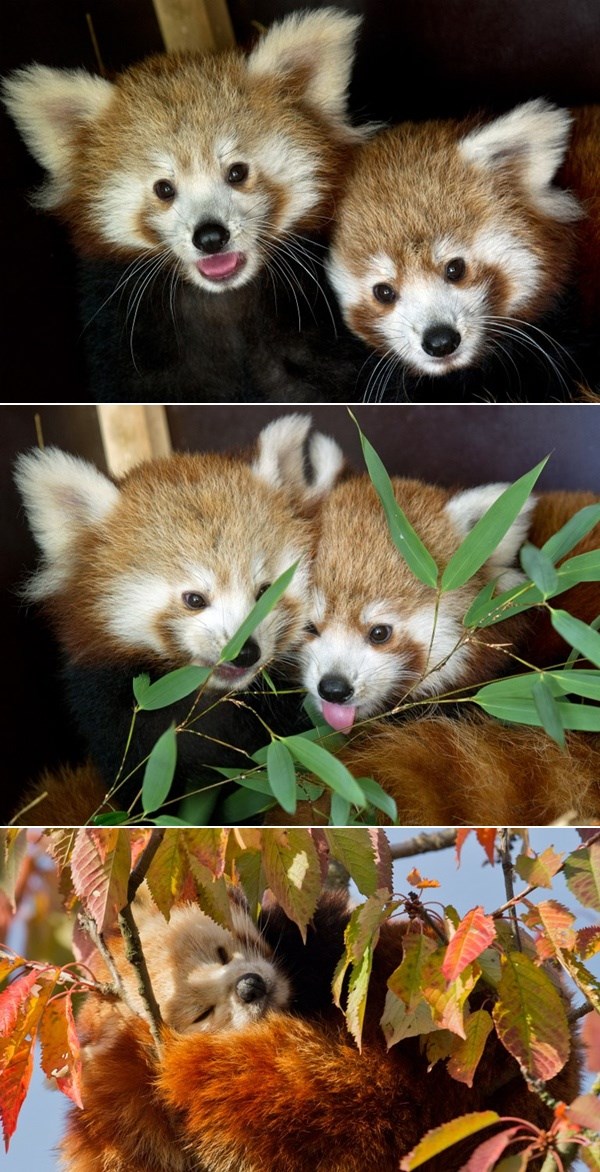 Preslatke crvene pande iz njemačkog ZOO-a