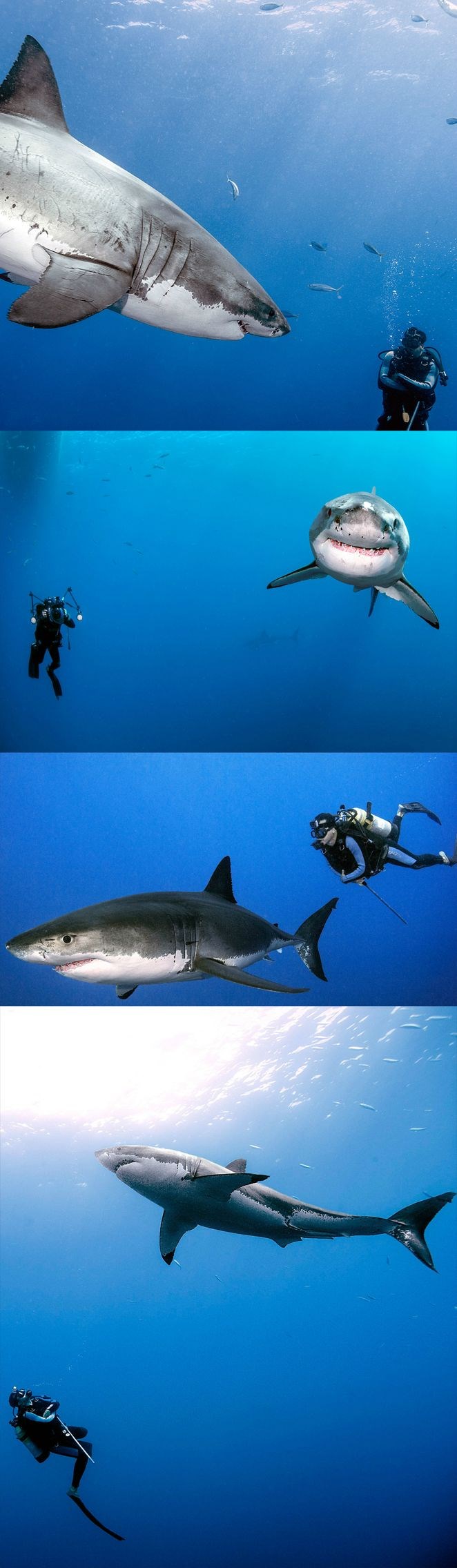 Mogu te pojest? Ne? OK, samo pitam