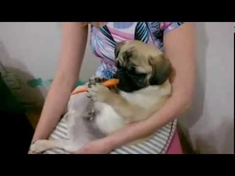 VIDEO: 18 sekundi čistog šećera