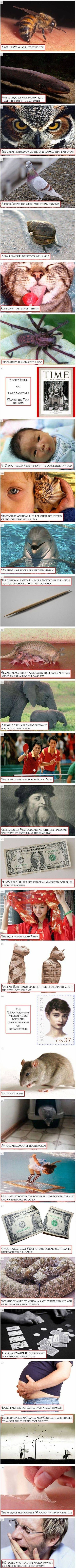 Golublje perje je teže od njegovih kostiju?