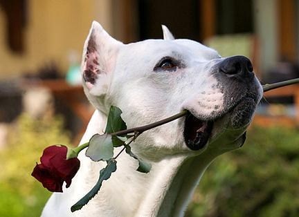 Pravi frajer uvijek donosi ružu
