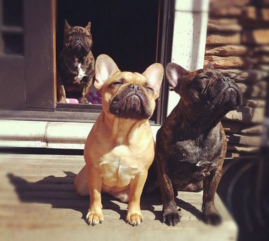 Psići otkrili sunce, vježbaju sungazing