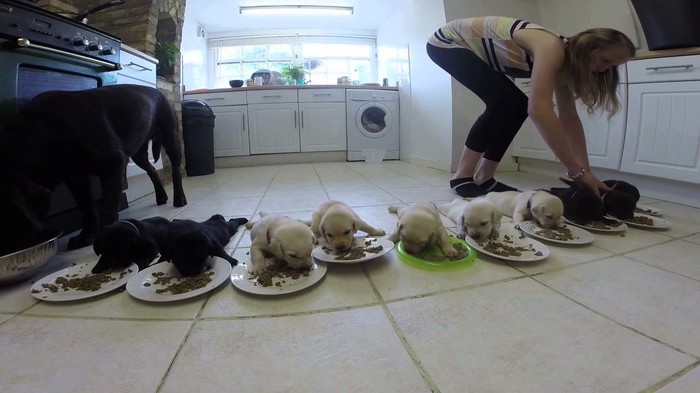 VIDEO koji će vam uljepšati dan: Deset malih labradora na svom prvom zajedničkom ručku!