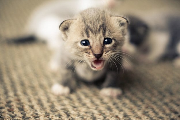 "Ja sam potomak lavova, robe!"