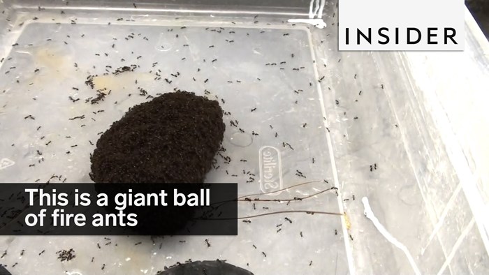 VIDEO: Ovi mravi su pravi vojnici! Pogledajte zbog čega ih znanstvenici uspoređuju sa želatinom!