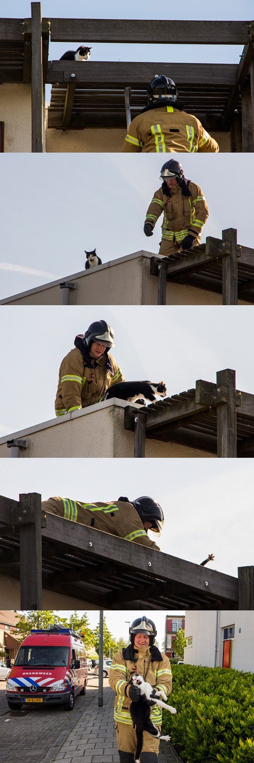 Maca koja se nije dala spasiti