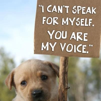 Nije dovoljno samo gledati lijepe slike, pomozite im!