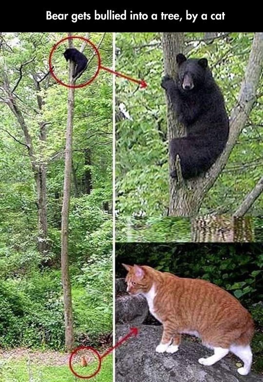 Strah i trepet: Mačka medvjeda natjerala uz drvo