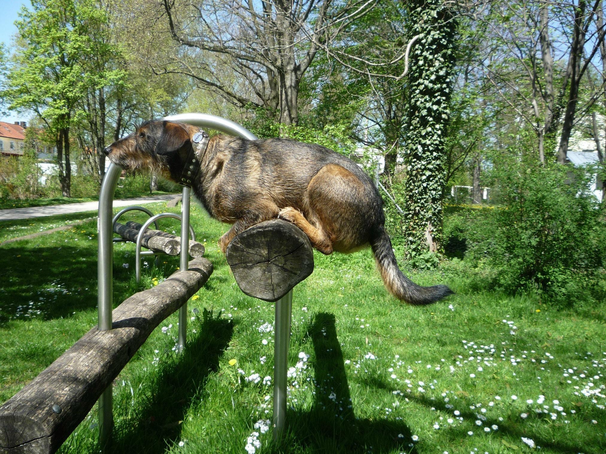 Pas živi život uvjeren da je ptičica