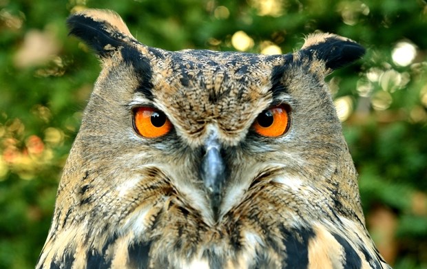 Mrzovoljna sova ima stvarno loš dan