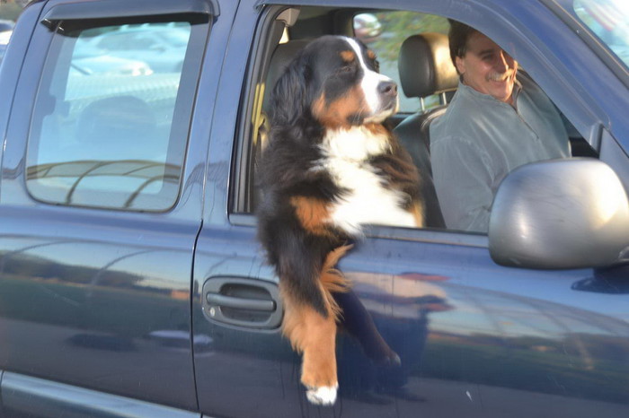 Ne idemo veterinaru, idemo u park, misli na park, park..