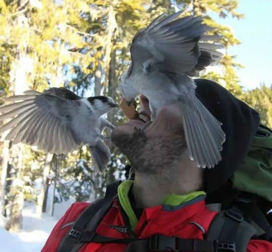 Ptice se odale kriminalu - orobile planinara