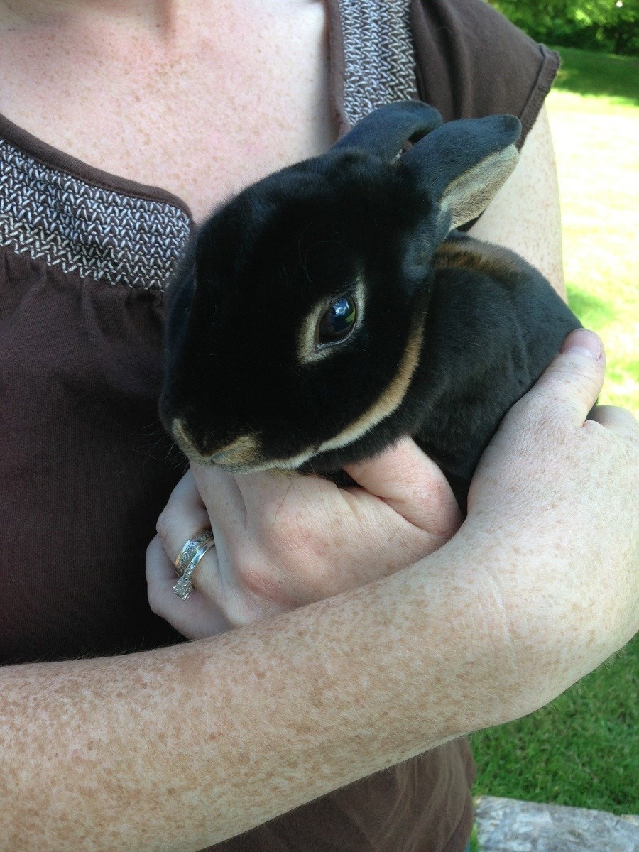 Preslatki zeko izgleda kao plišanac