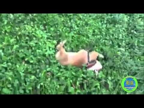 Prvo im je bilo žao psića, a onda su se rasplakali od smijeha!