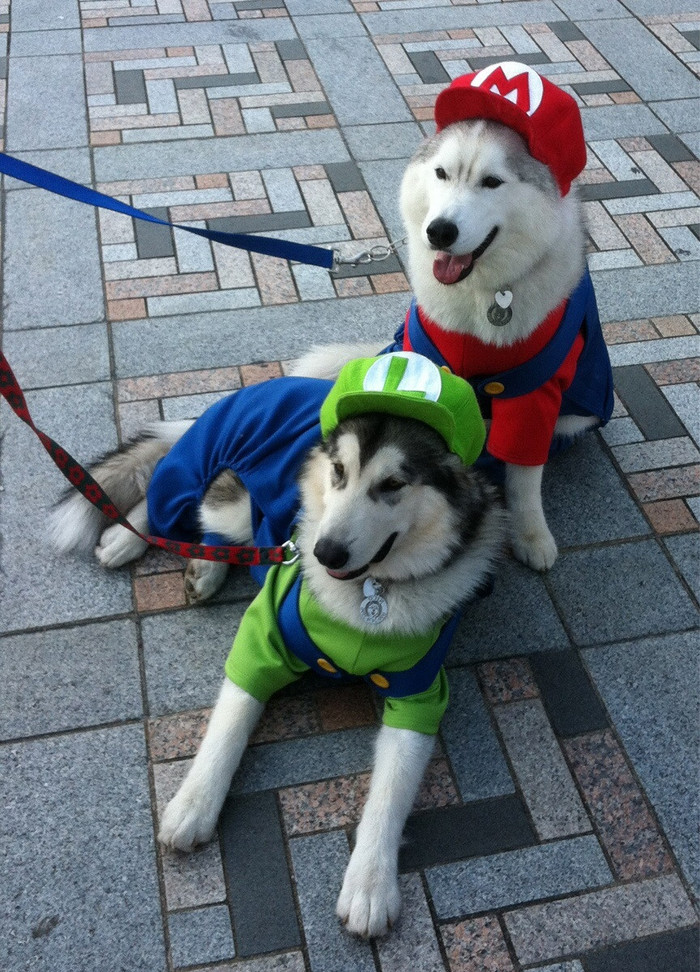 Super Mario i Luigi spremni na spašavanje ljepotica