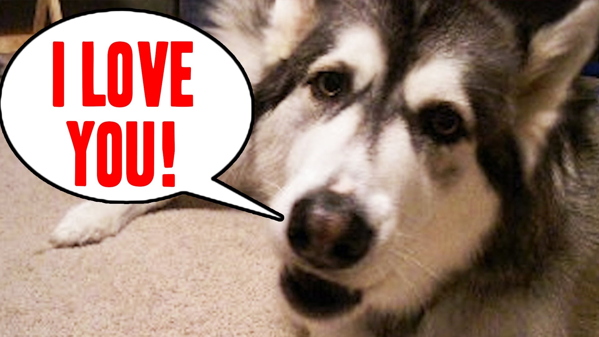 VIDEO: Top 24 ljubimca koji znaju "pričati" poput ljudi!