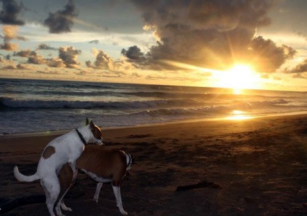 Čista romantika: Psi se "vole" uz zalazak sunca