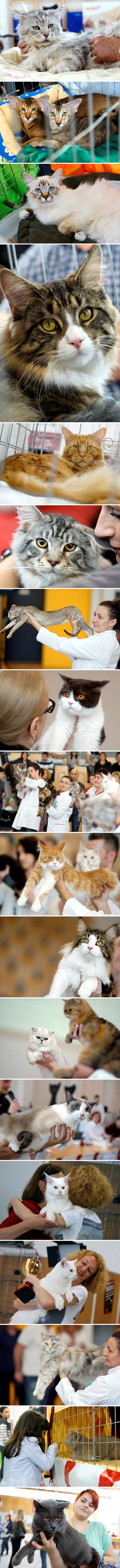 Preslatke mačke na izložbi u Samoboru