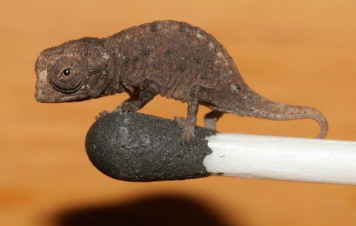"Spaljeni" kameleon