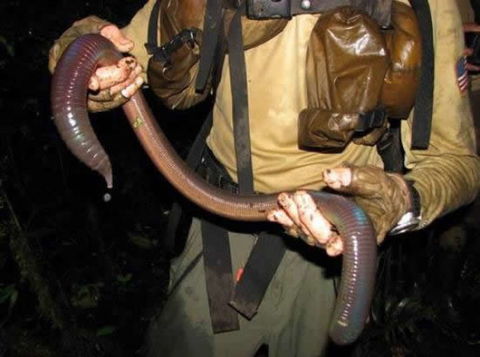 U Australiji gliste kradu djecu iz kolijevki, majko mila!