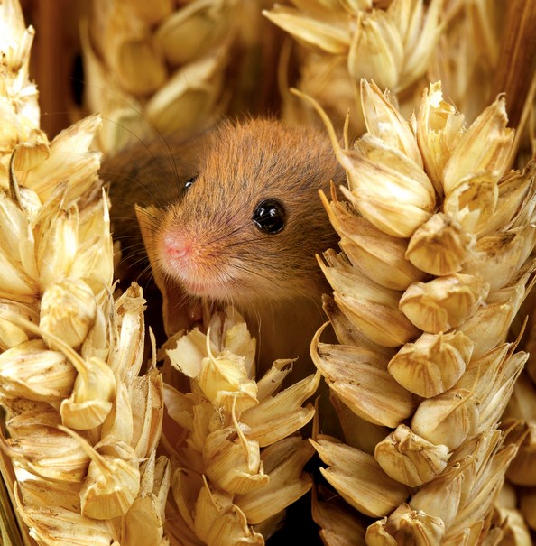 Nasmijani Miško u rajskom vrtu žitarica